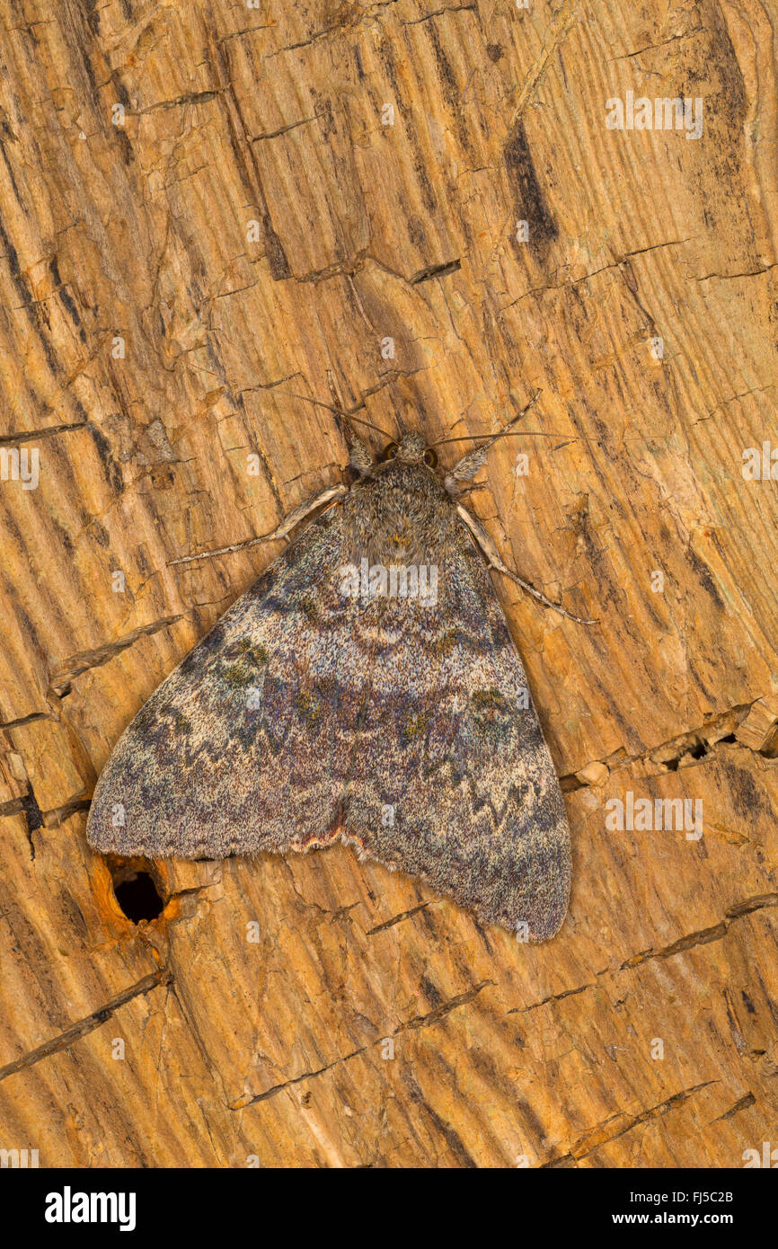 Il pioppo underwing (Catocala elocata), sulla corteccia, vista da sopra, Germania Foto Stock