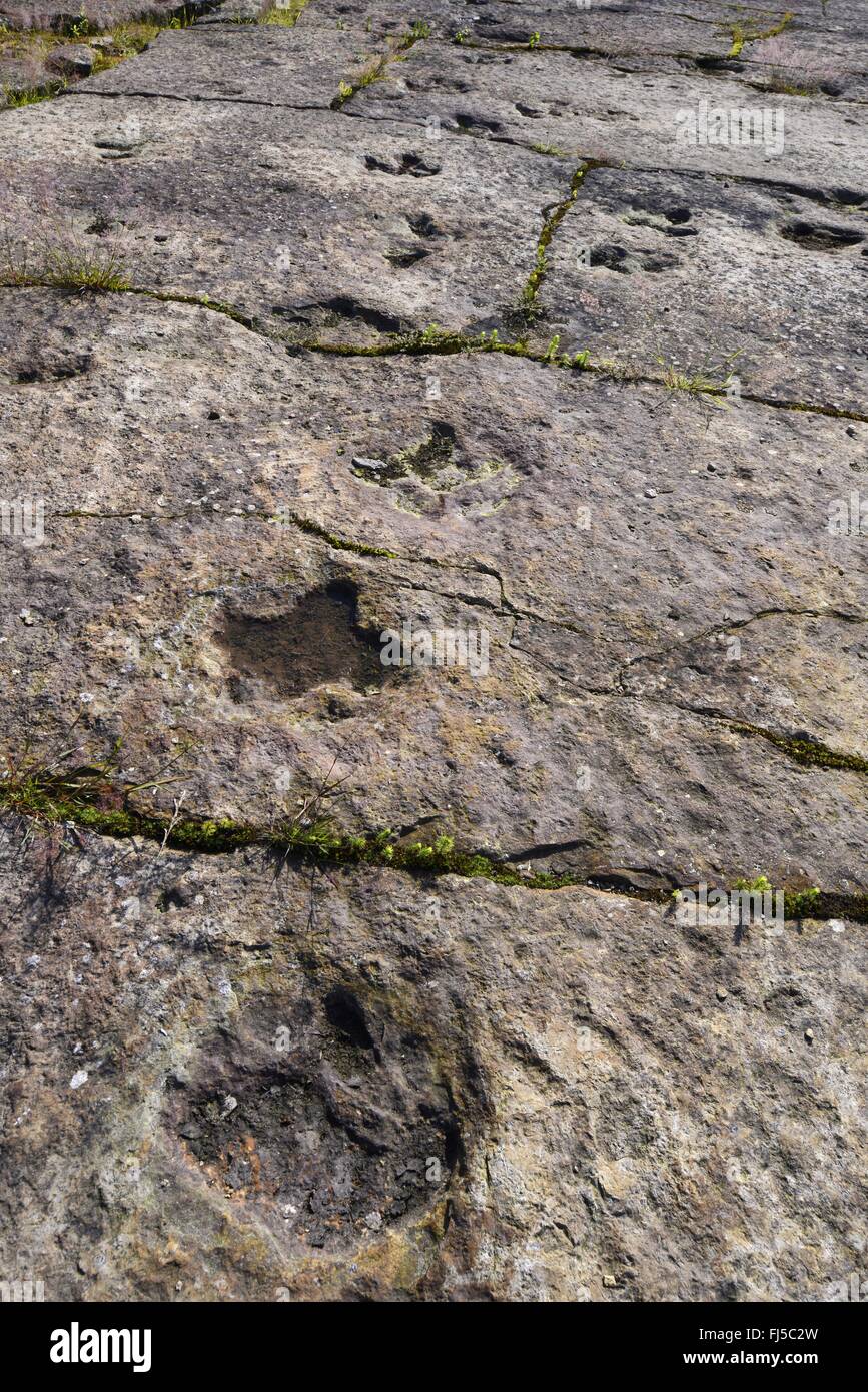 Dinosauro su pietra arenaria, Germania, Bassa Sassonia, Obernkirchener Sandsteinbrueche, Obernkirchen Foto Stock