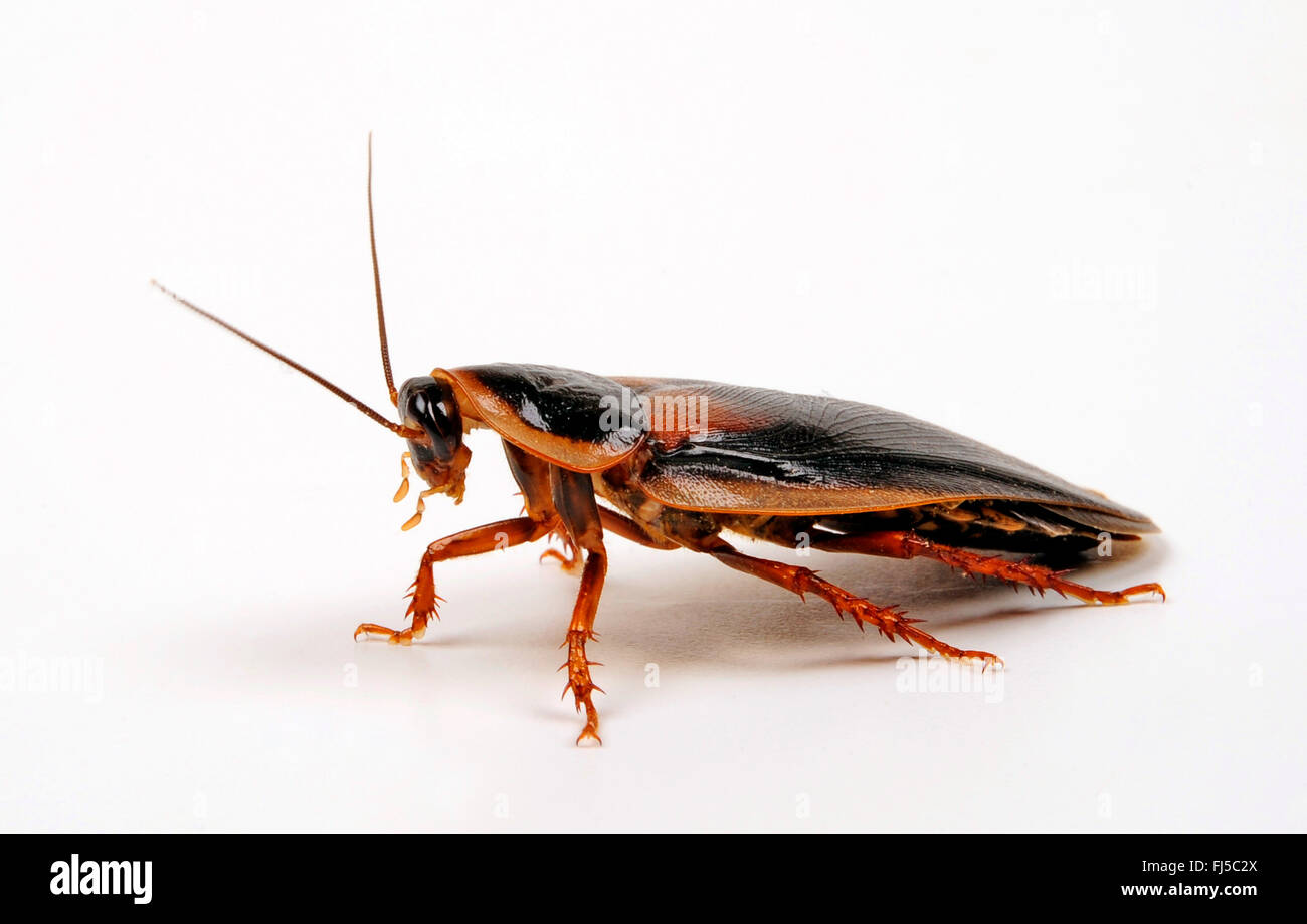 Arancio-spotted scarafaggio, Guyana avvistato scarafaggio, legno Argentino scarafaggio (Blaptica dubia), maschio, cut-out Foto Stock