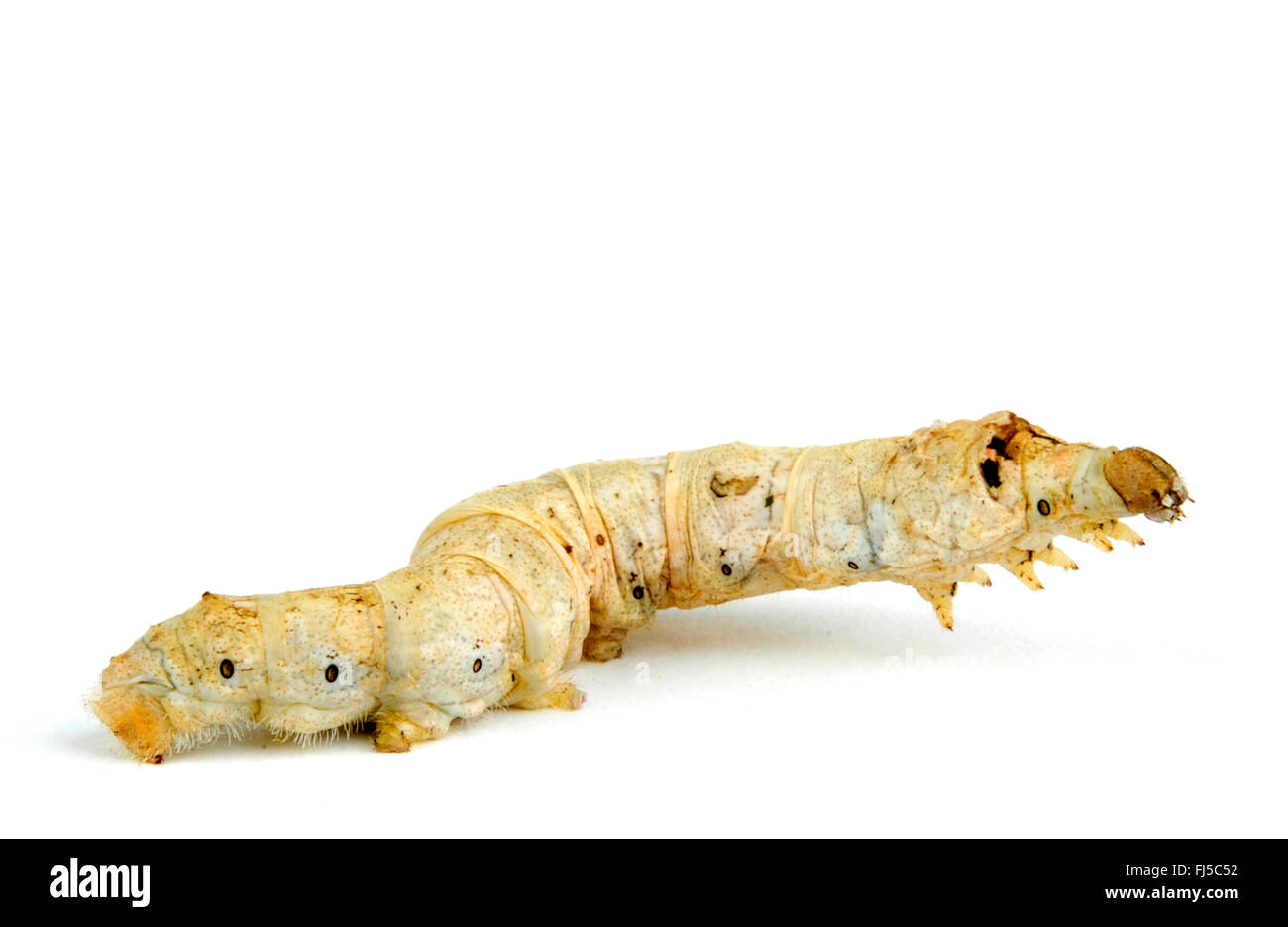 Silkworm tarma (Bombice mori), Caterpillar, cut-out, Cina Foto Stock