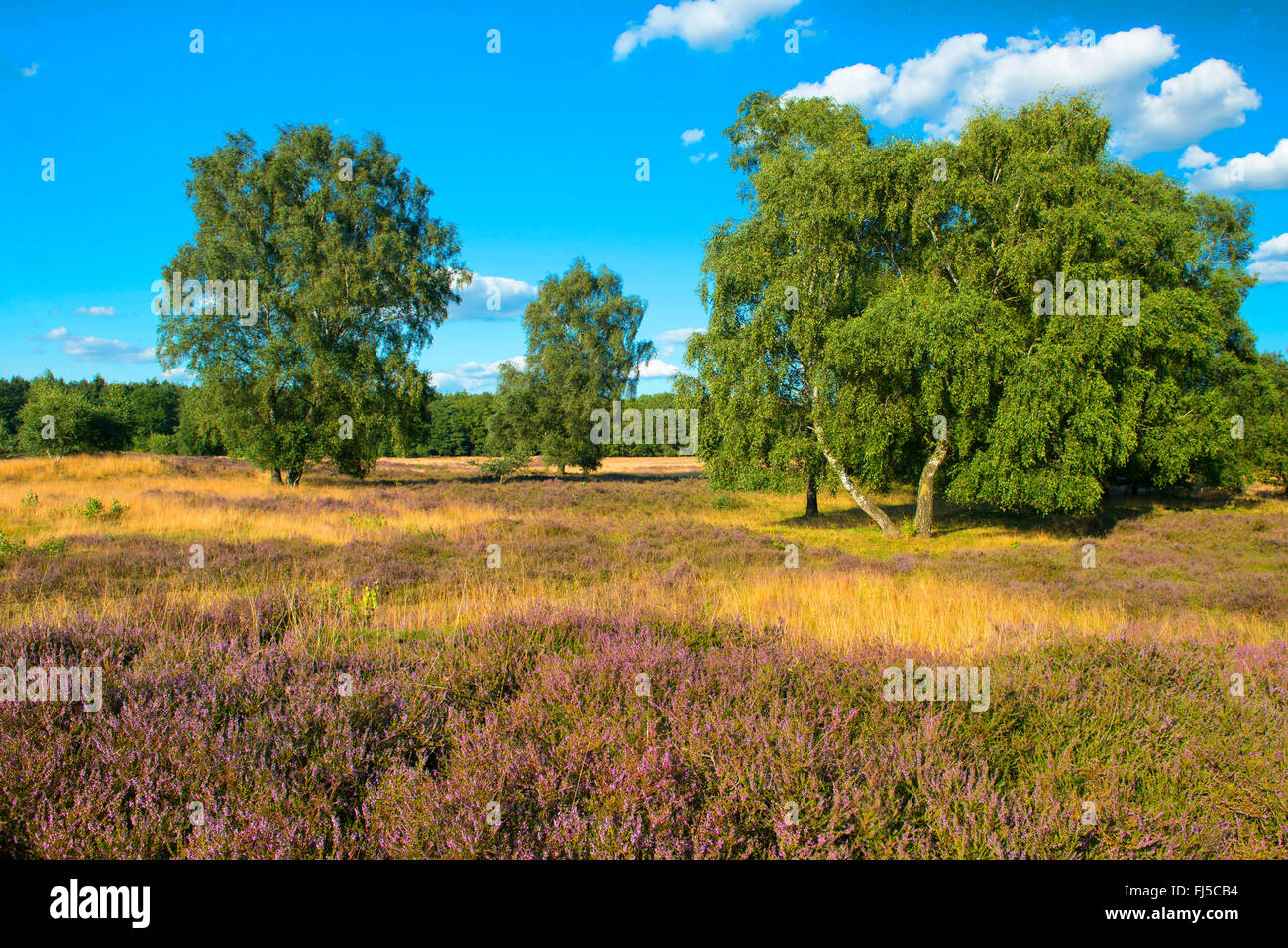 Heath in Pestruper Graeberfeld, Germania, Bassa Sassonia, Oldenburger Land, Wildeshausen Foto Stock