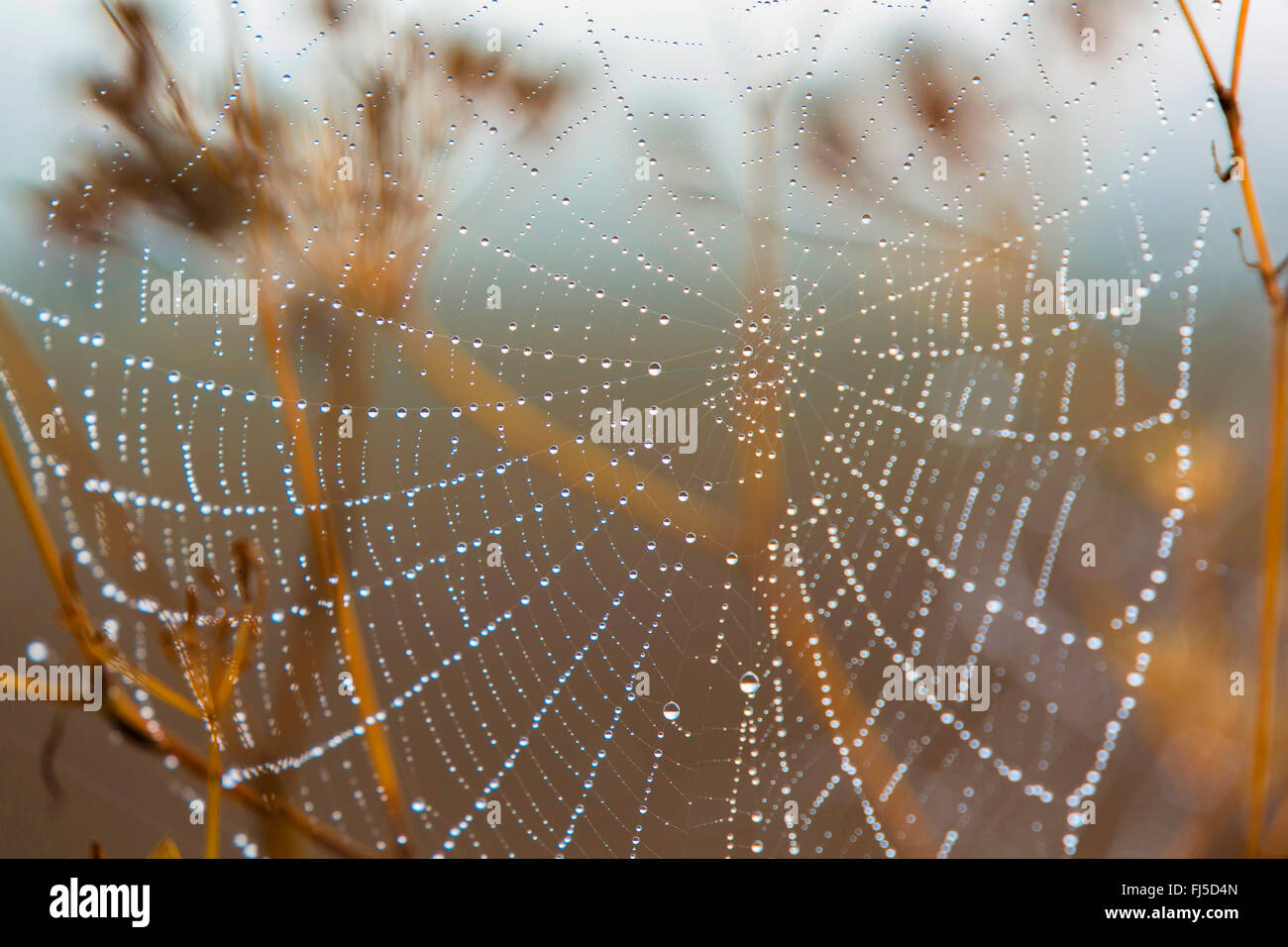 Spider Web nella rugiada del mattino, in Germania, in Baviera, Niederbayern, Bassa Baviera Foto Stock