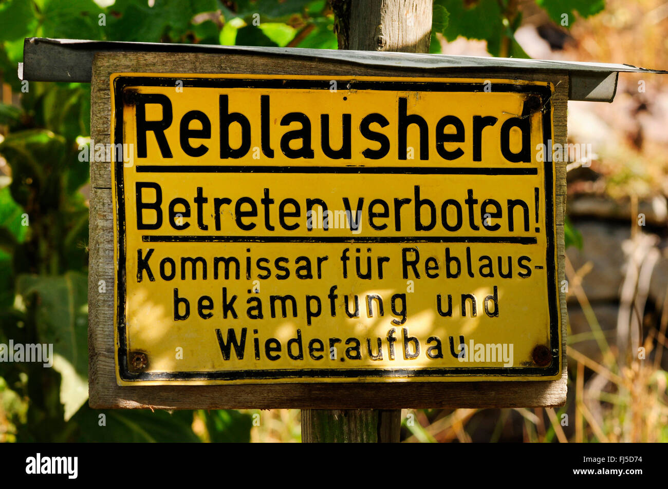 Segnale di avvertimento di uva phylloxeras in un vigneto, tenere spento, in Germania, in Renania Palatinato, Bad Kreuznach Foto Stock