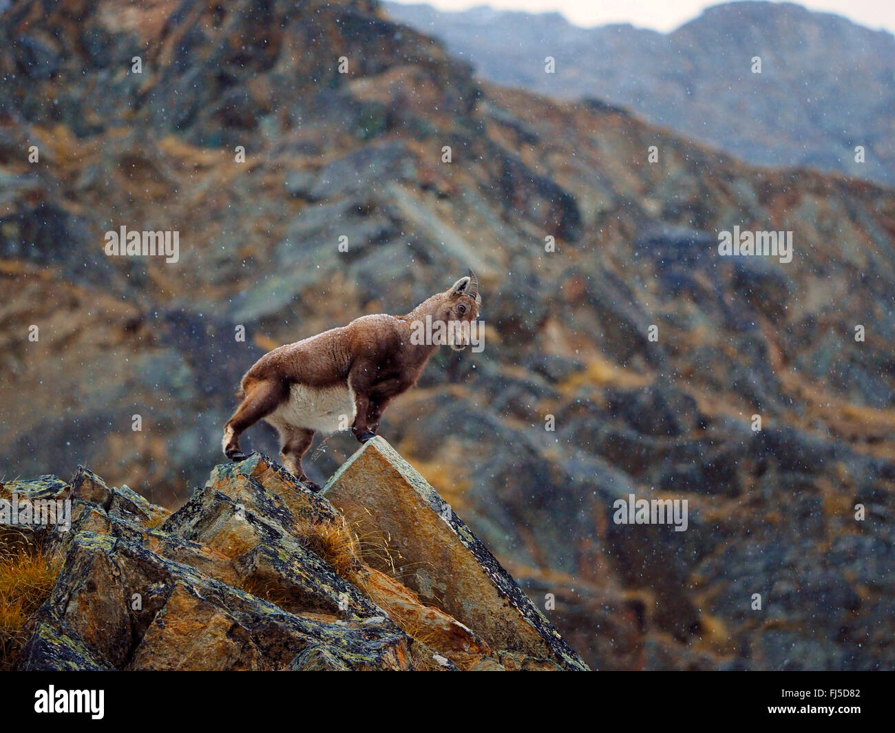 Stambecco delle Alpi (Capra ibex, Capra ibex ibex), Capra ibex in inverno nelle Alpi italiane, vista laterale, l'Italia, il Parco Nazionale del Gran Paradiso Foto Stock