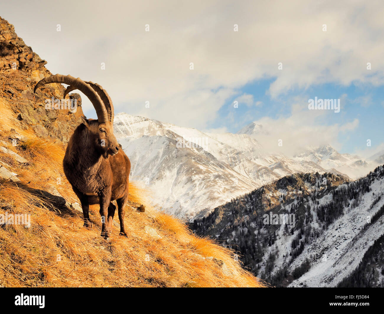 Stambecco delle Alpi (Capra ibex, Capra ibex ibex), ibex maschio in inverno nelle alpi italiane, l'Italia, il Parco Nazionale del Gran Paradiso Foto Stock