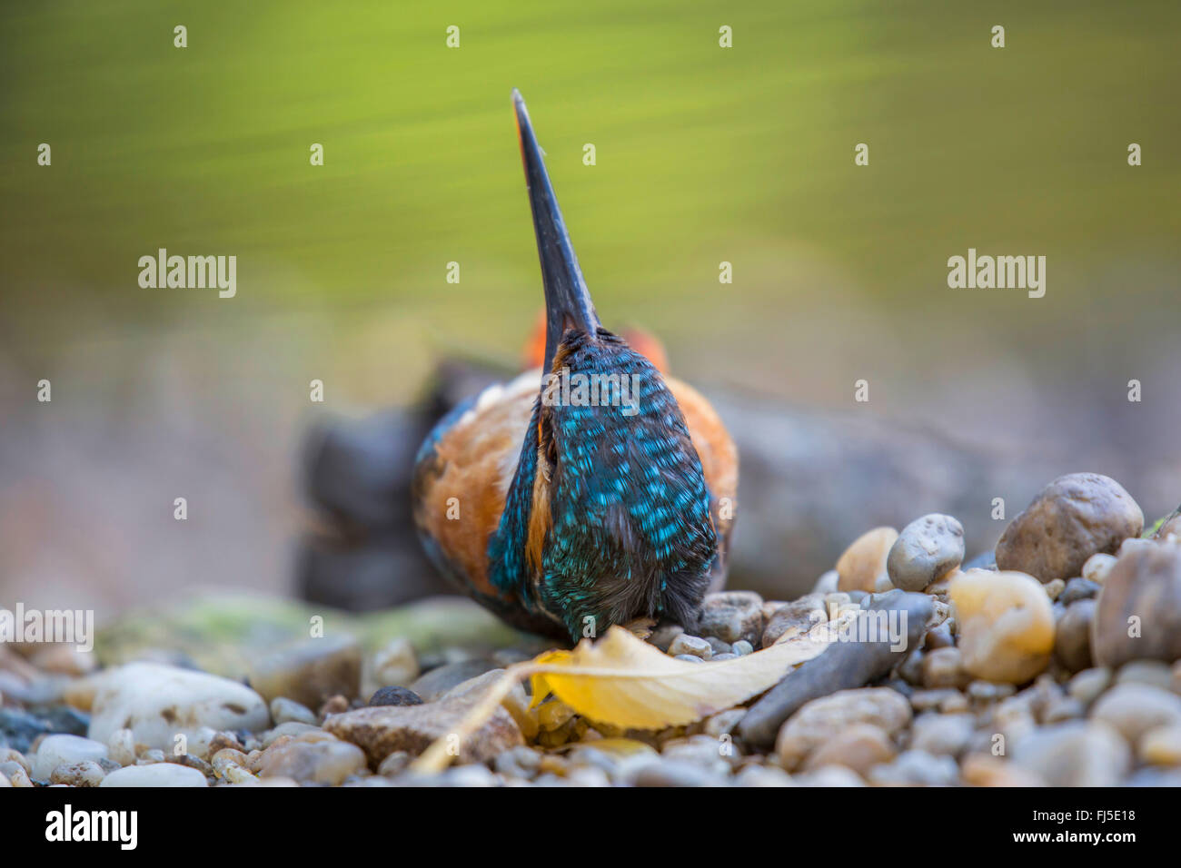Fiume kingfisher (Alcedo atthis), che giace morto in riva al fiume e nel fiume shingle, in Germania, in Baviera, Niederbayern, Bassa Baviera, Straubing Foto Stock