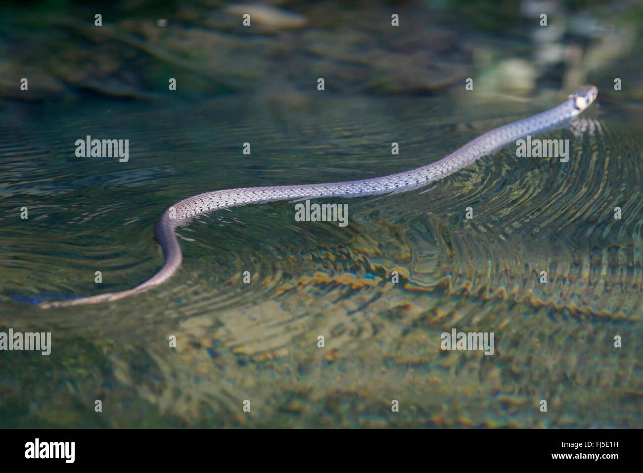 Biscia dal collare (Natrix natrix), nuoto in un ruscello, in Germania, in Baviera, Niederbayern, Bassa Baviera Foto Stock