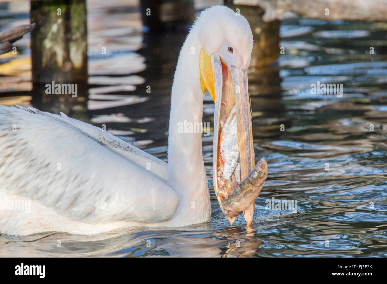 Orientale pellicano bianco (Pelecanus onocrotalus), con pesci in gola sacca, vista laterale Foto Stock