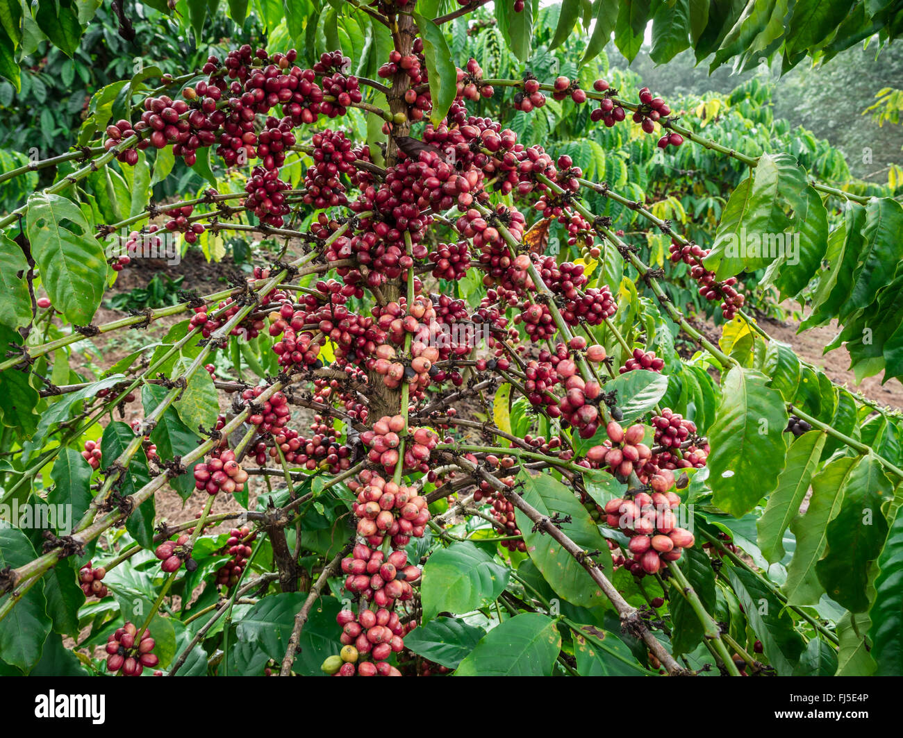 Pura rosso a grappolo di semi di caffè in una piantagione quasi quasi la mietitura. Foto Stock