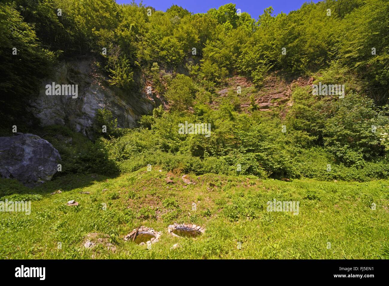 Ululone dal ventre giallo, yellowbelly toad, variegato fire-toad (Bombina variegata), man-made stagni per anfibi in ex fossa di pietra, in Germania, in Baviera, il Parco Nazionale della Foresta Bavarese, Donauleiten Foto Stock
