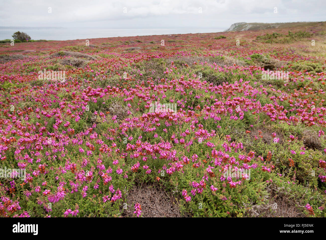 Il Dorset heath (Erica ciliaris), fioritura, Francia Foto Stock