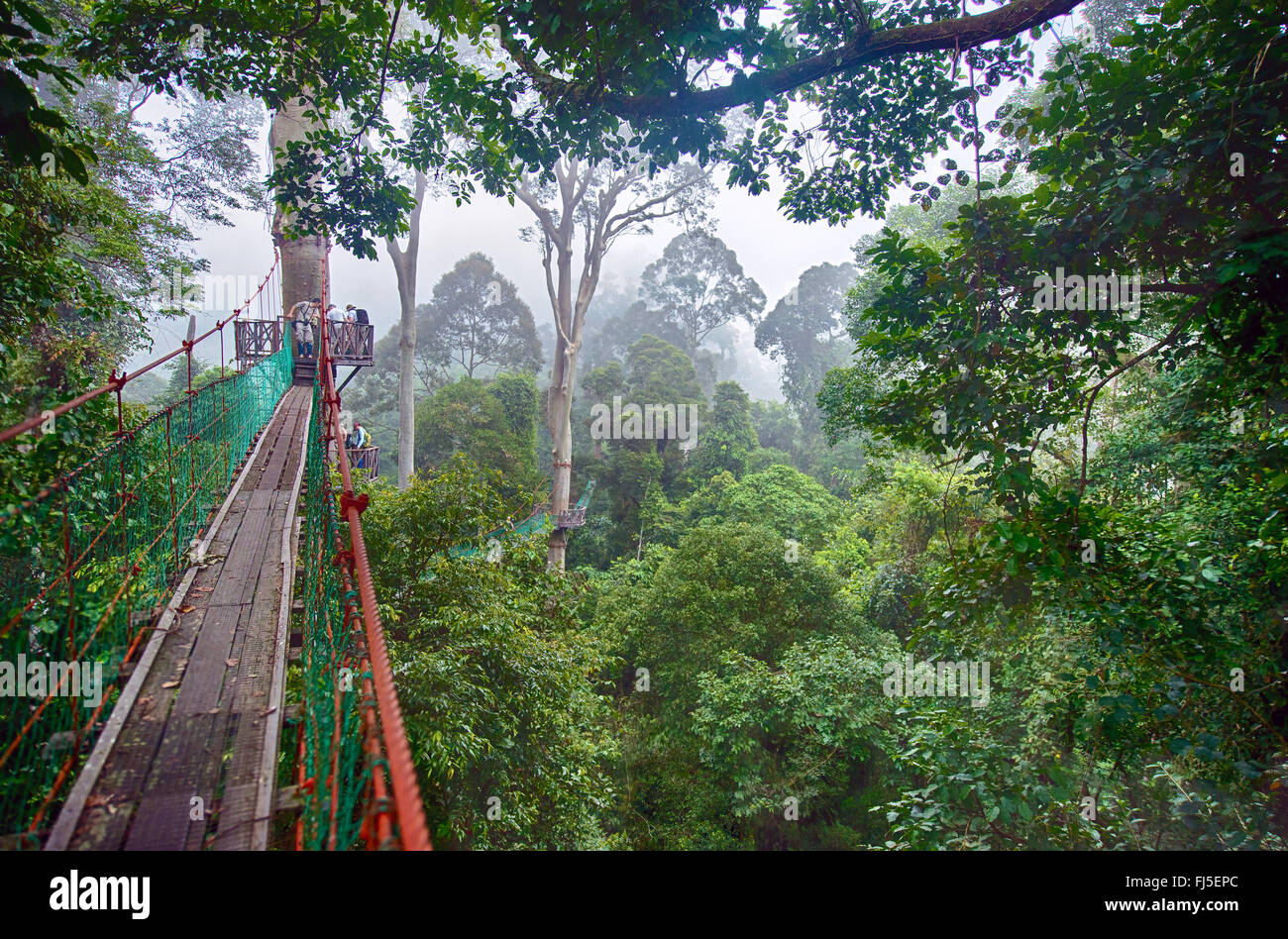 Il pontile nella foresta pluviale dipterocarp di Danum Valley, Malesia, Borneo Sabah Foto Stock