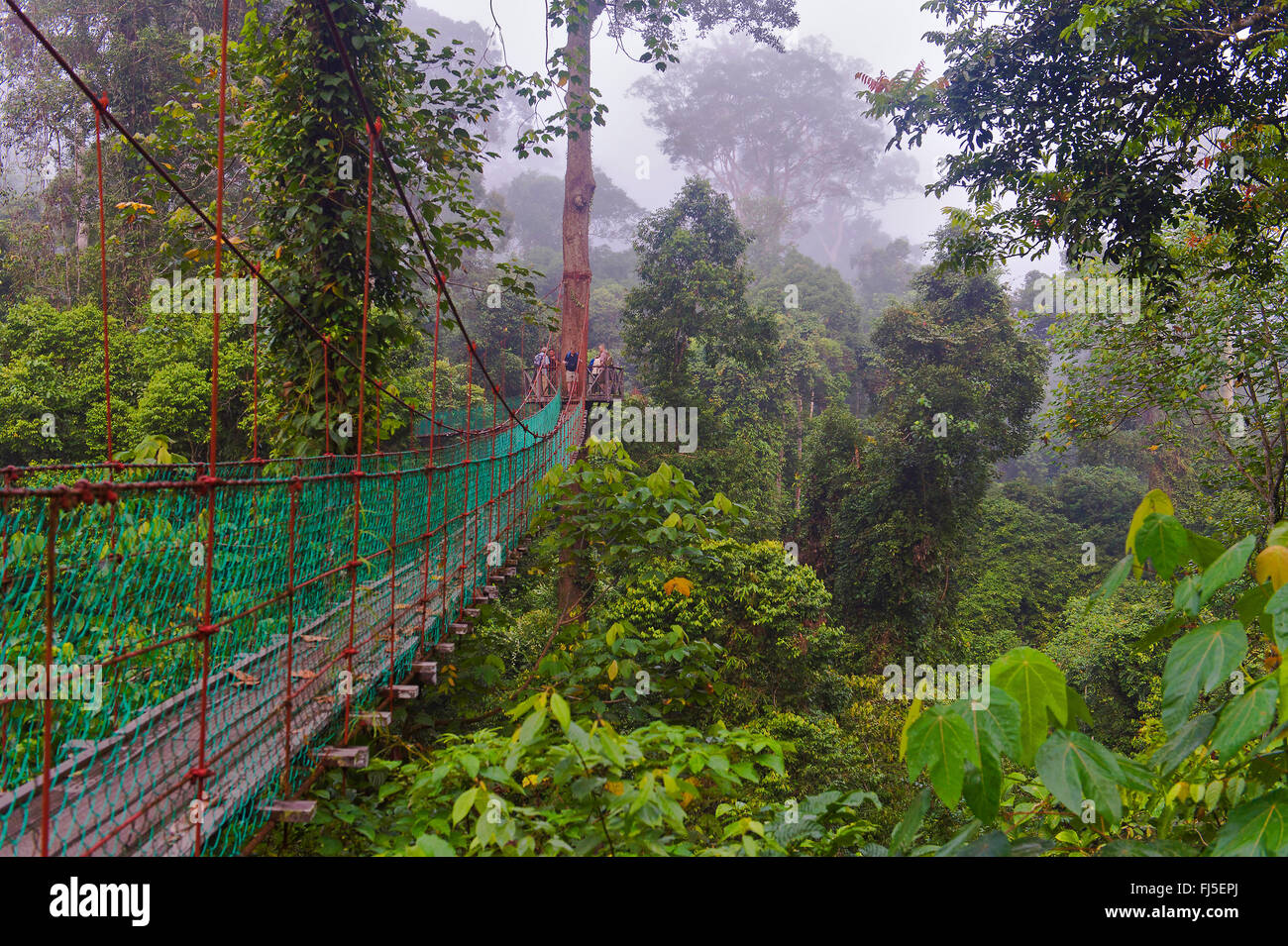 Il pontile nella foresta pluviale dipterocarp di Danum Valley, Malesia, Borneo Sabah Foto Stock