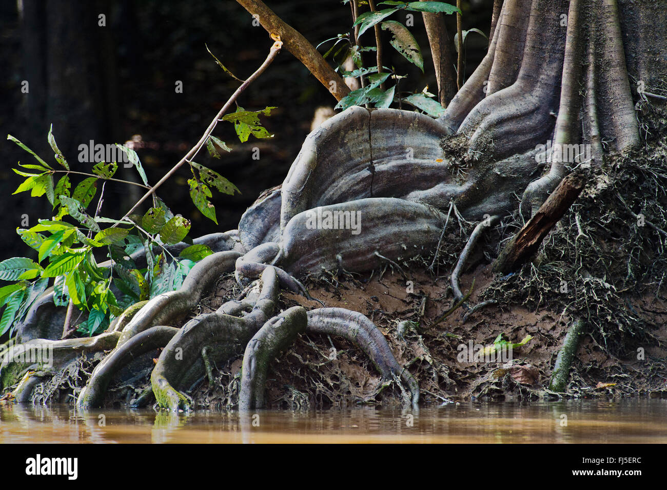 Grande contrafforte radice di un albero di mangrovie al fiume Kinabatangan, Malesia, Borneo Sabah Foto Stock