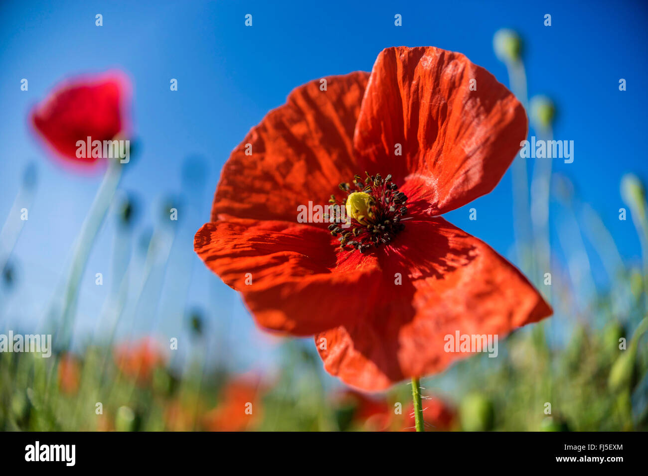 Comune di papavero, mais, papavero rosso papavero (Papaver rhoeas), fiore, Germania, Sassonia, Vogtlaendische Schweiz Foto Stock