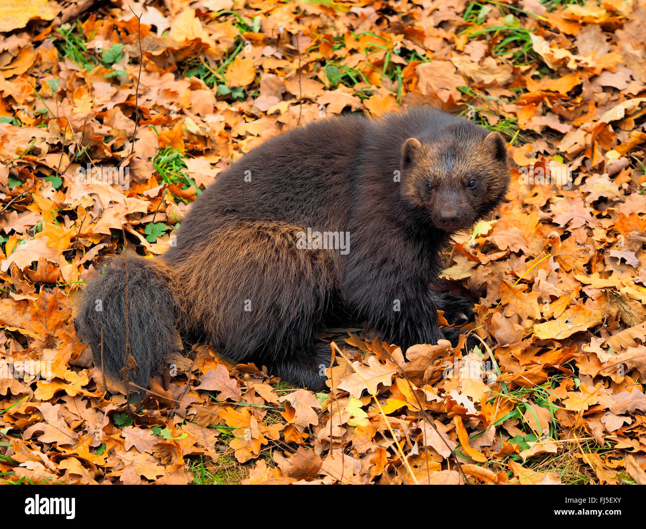 Wolverine (Gulo gulo), seduta in fogliame di autunno Foto Stock