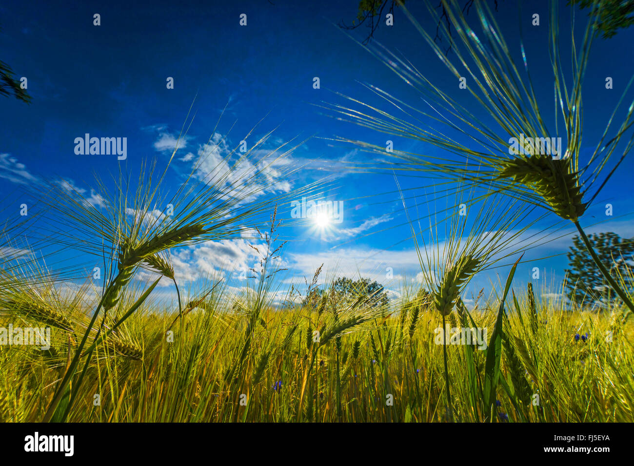 Orzo (Hordeum vulgare), orzo campo in sommer, in Germania, in Sassonia, Jocketa Foto Stock