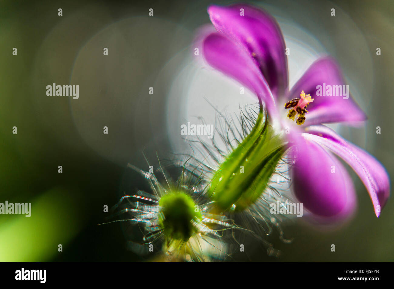 Herb Robert, Red Robin, morte Vieni in fretta, Robert (Geranio Geranium robertianum, Robertiella robertiana), unico fiore, in Germania, in Sassonia, Vogtlaendische Schweiz, Jocketa, Triebtal Foto Stock