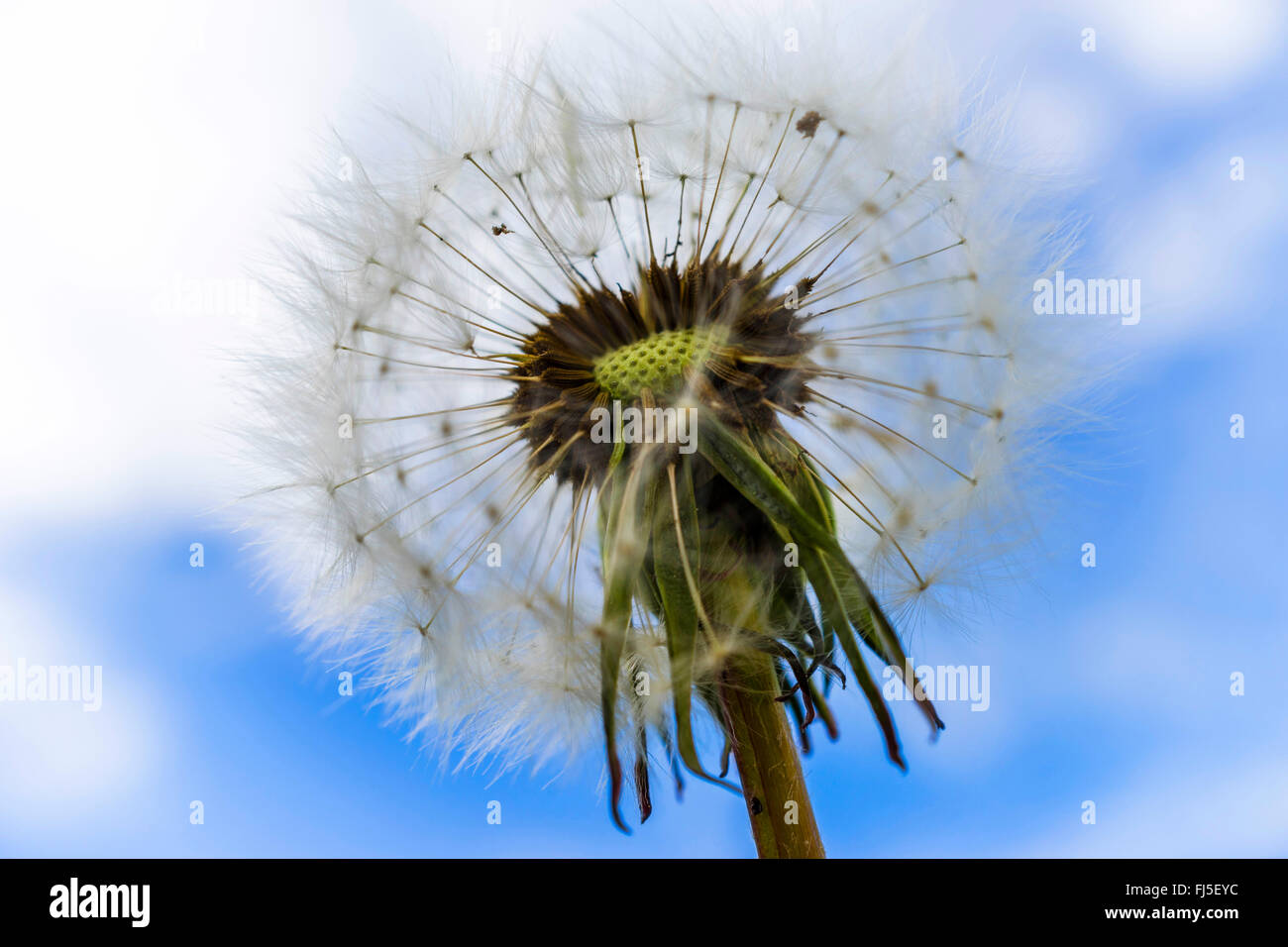 Comune di tarassaco (Taraxacum officinale), a frutto di testa, Germania, Sassonia Foto Stock