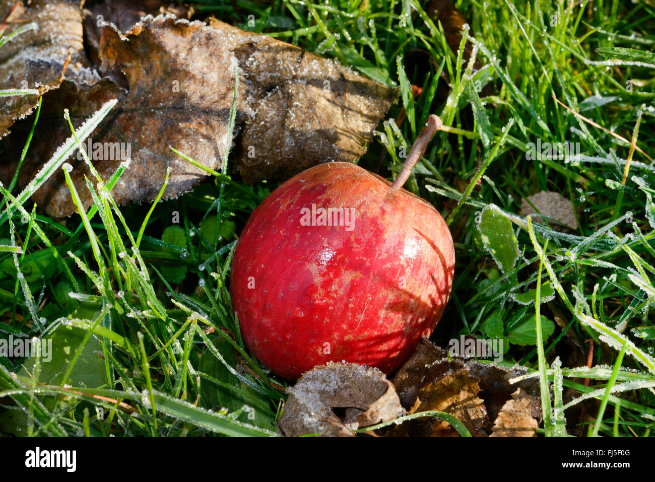 Apple (malus domestica), Manna, Apple si trova in un prato sotto un albero, Germania, Hesse Foto Stock
