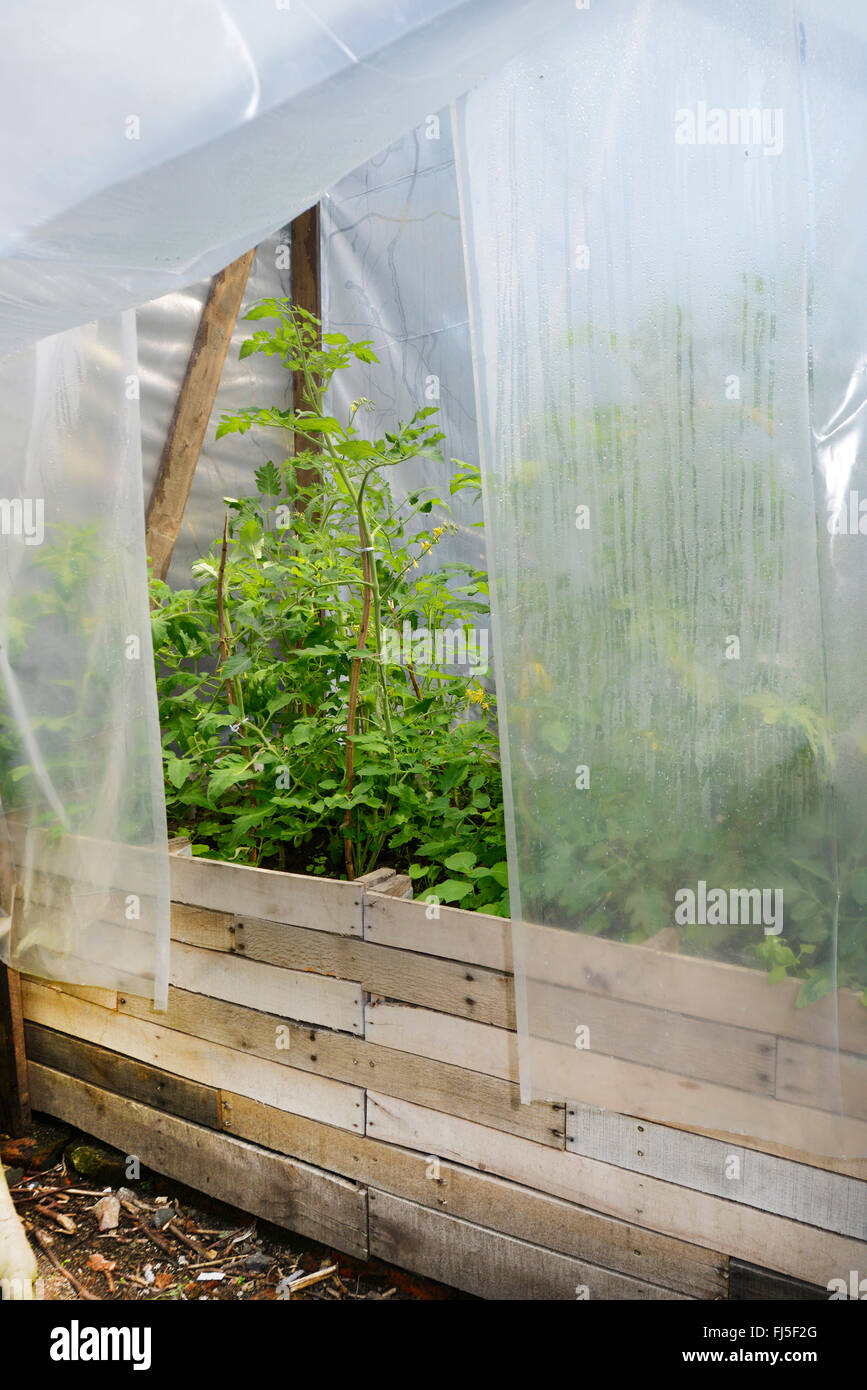 Giardino (pomodoro Solanum lycopersicum, Lycopersicon esculentum), l'auto-costruito nella serra con piante di pomodoro, Germania Foto Stock