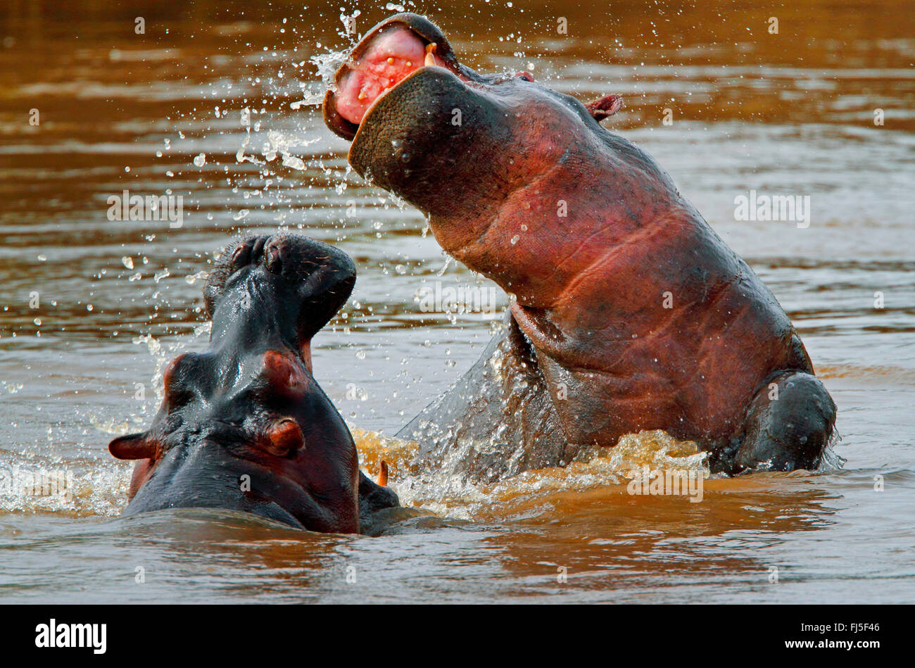 Ippopotamo, ippopotami, comune ippopotamo (Hippopotamus amphibius), due scontri ippopotami in acqua, Kenia Masai Mara National Park Foto Stock