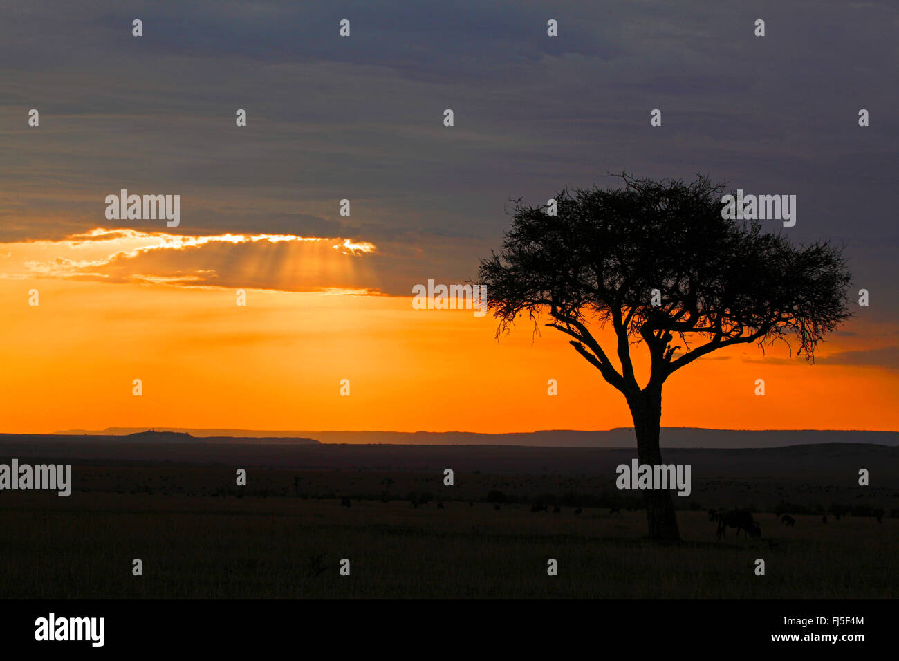 Acacia nel sole di setting a Masai Mara, Kenia Masai Mara National Park Foto Stock