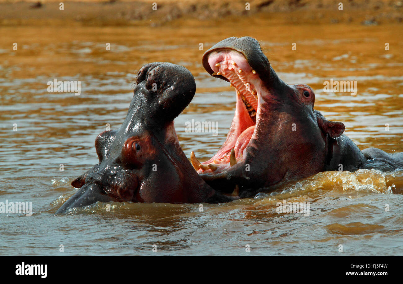 Ippopotamo, ippopotami, comune ippopotamo (Hippopotamus amphibius), due scontri ippopotami in acqua, Kenia Masai Mara National Park Foto Stock