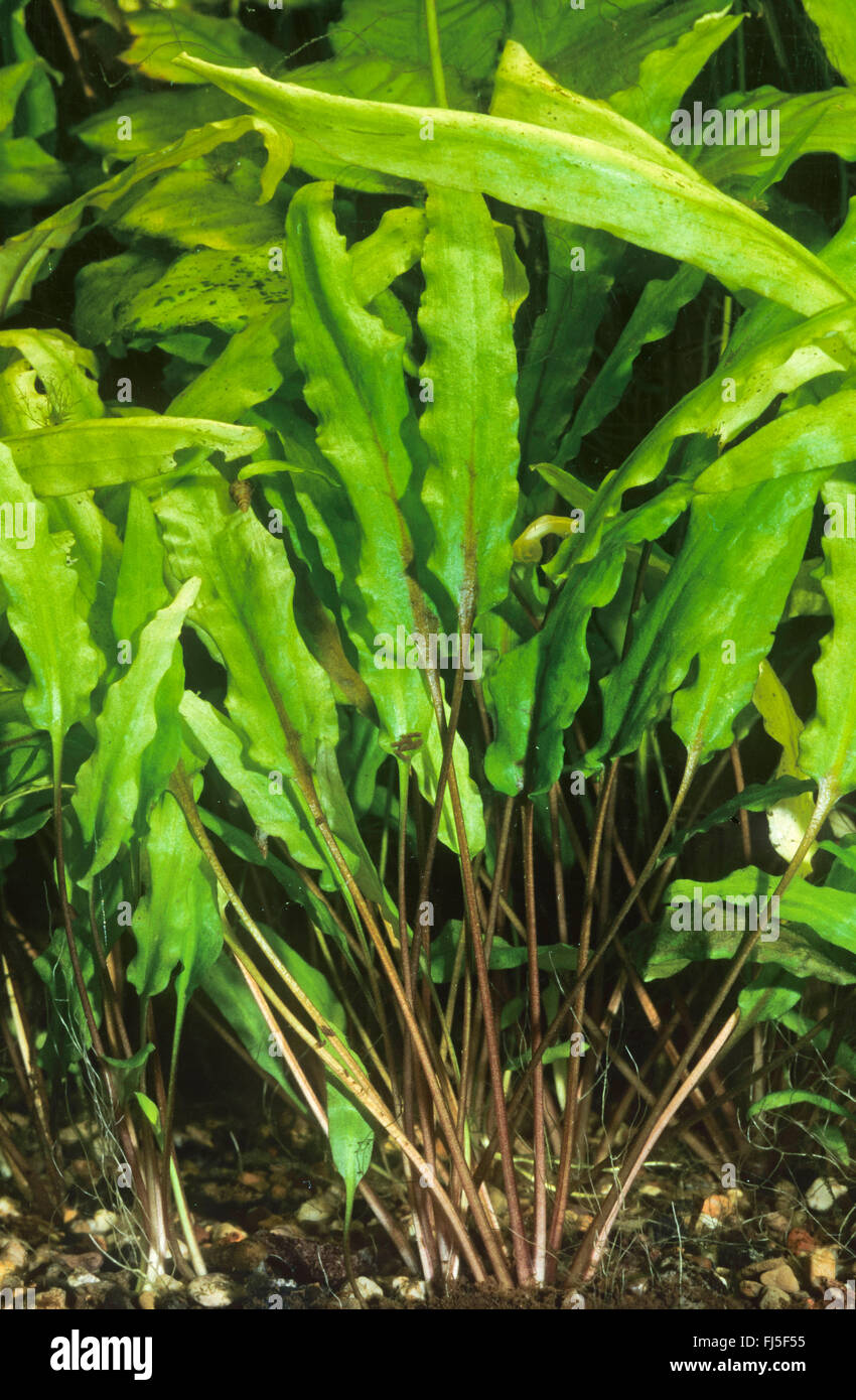 Acqua (tromba Cryptocoryne wendtii) Foto Stock