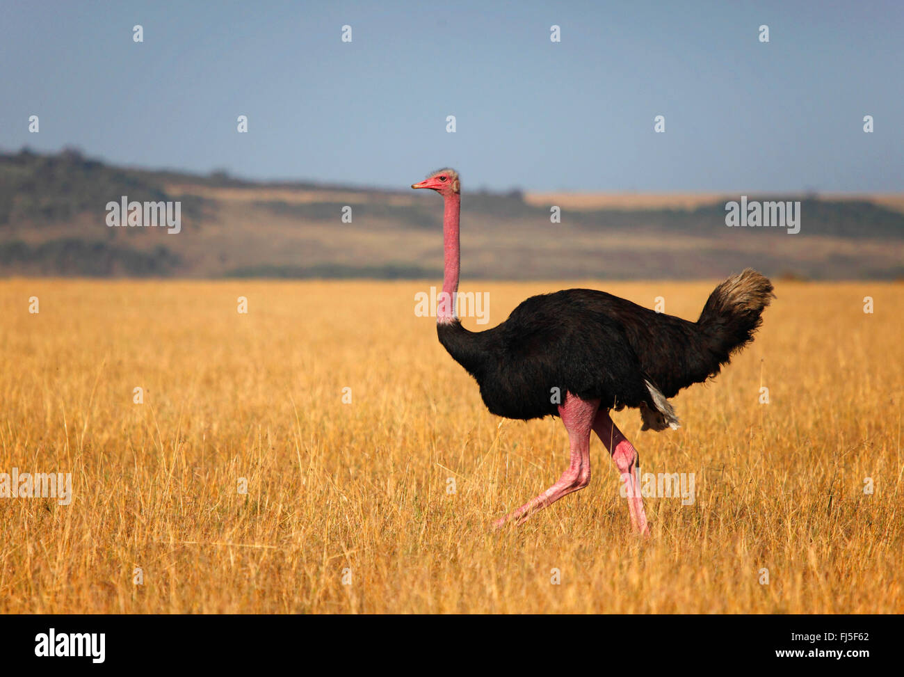 Massai struzzo, struzzo masai, Nord Africa (struzzo Struthio camelus massaicus), maschio a Savannah, Kenia Masai Mara National Park Foto Stock