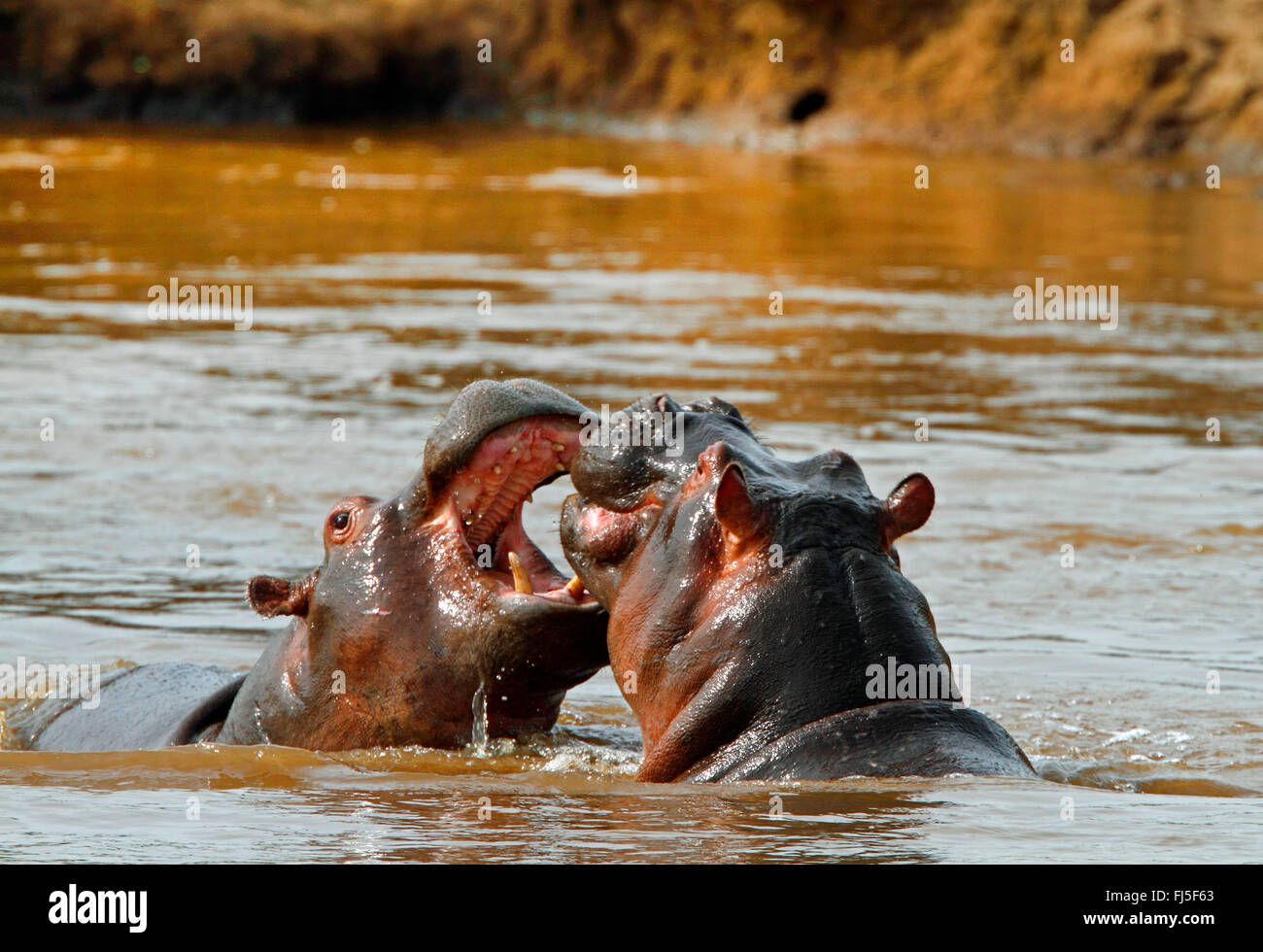 Ippopotamo, ippopotami, comune ippopotamo (Hippopotamus amphibius), due scontri ippopotami in acqua, Kenia Masai Mara National Park Foto Stock