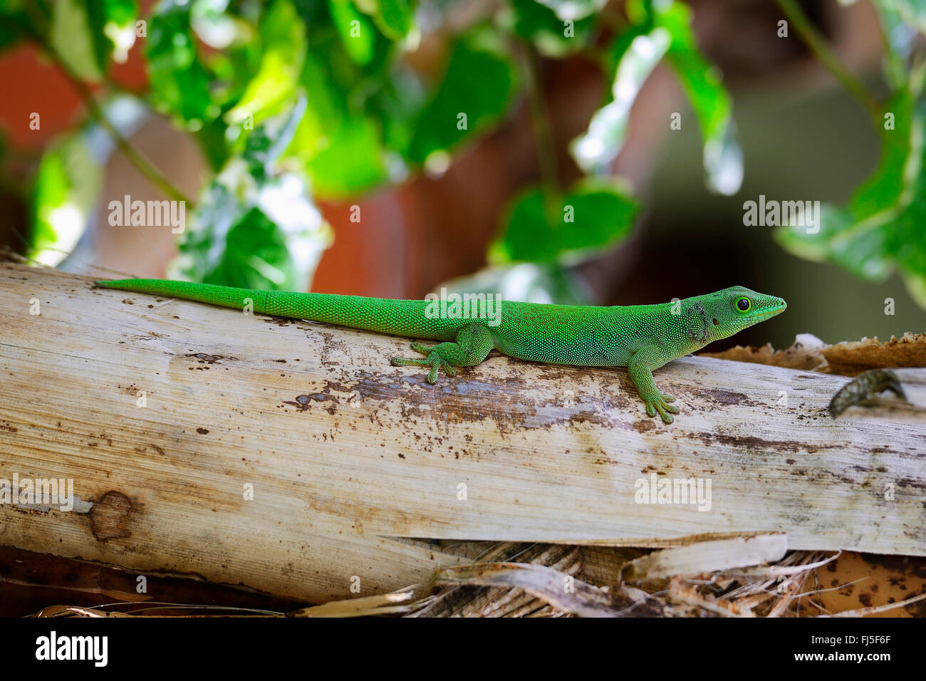 Il gigante delle Seychelles giorno gecko (Phelsuma sundbergi sundbergi), sulla corteccia, vista laterale, Seychelles, Praslin Foto Stock