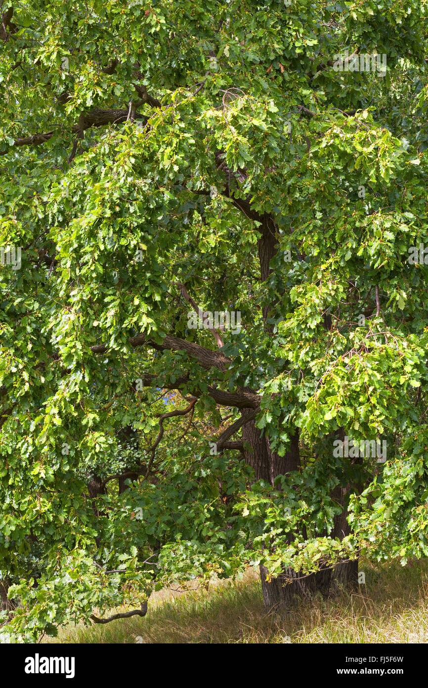 Rovere (Quercus petraea), albero singolo su un prato, Germania Foto Stock