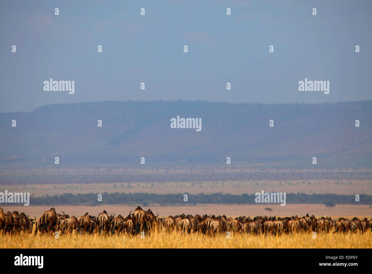 Bianco orientale-barbuto Gnu (Connochaetes taurinus albojubatus), allevamento di Savannah, Kenia Masai Mara National Park Foto Stock