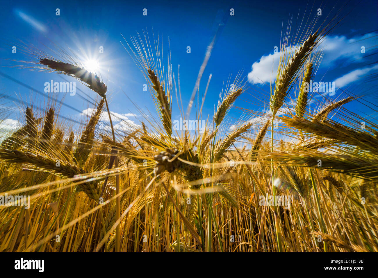Coltivate segala (Secale cereale), campo di segale in sommer, Germania, Sassonia Foto Stock