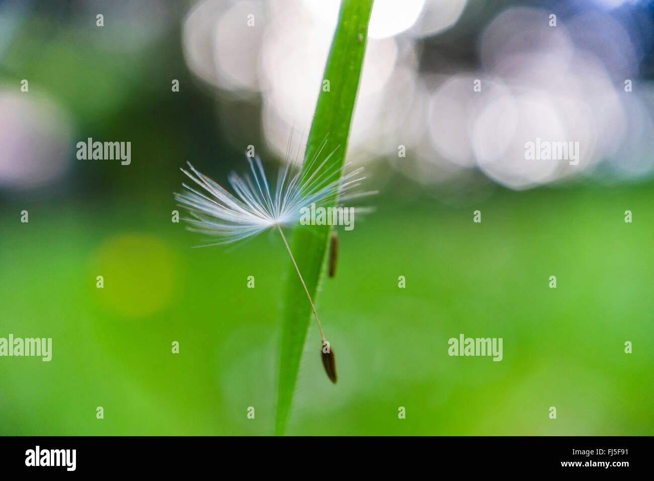 Comune di tarassaco (Taraxacum officinale), frutta, Germania, Sassonia Foto Stock