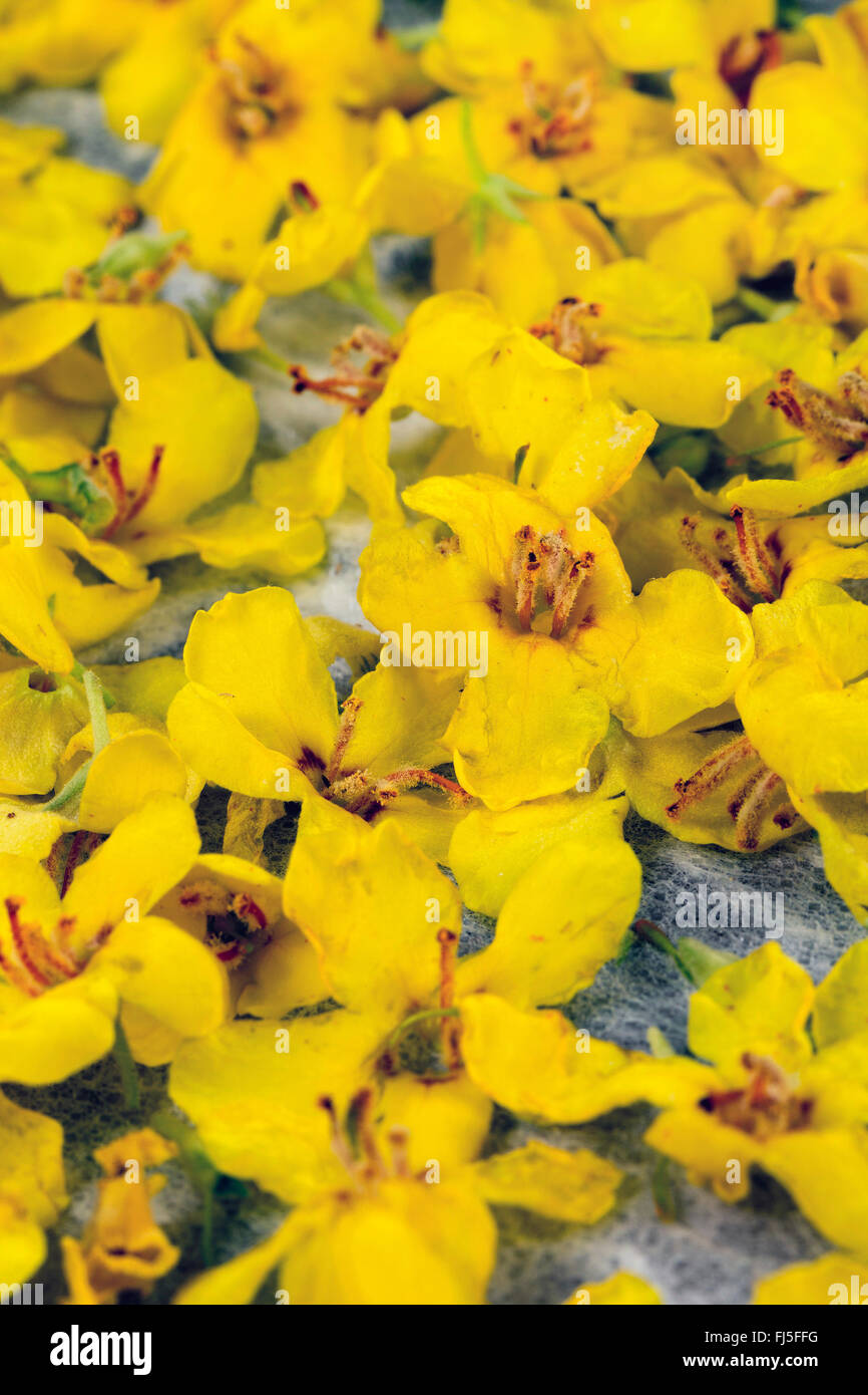 Mullein (Molène spec.), raccolto asciugando fiori, Germania Foto Stock