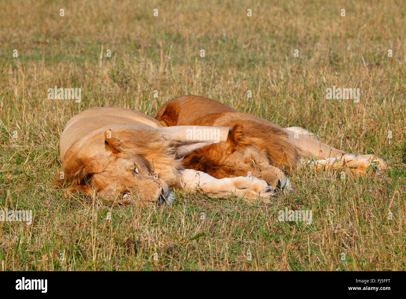 Lion (Panthera leo), due maschi a pelo a Savannah, Kenia Masai Mara National Park Foto Stock