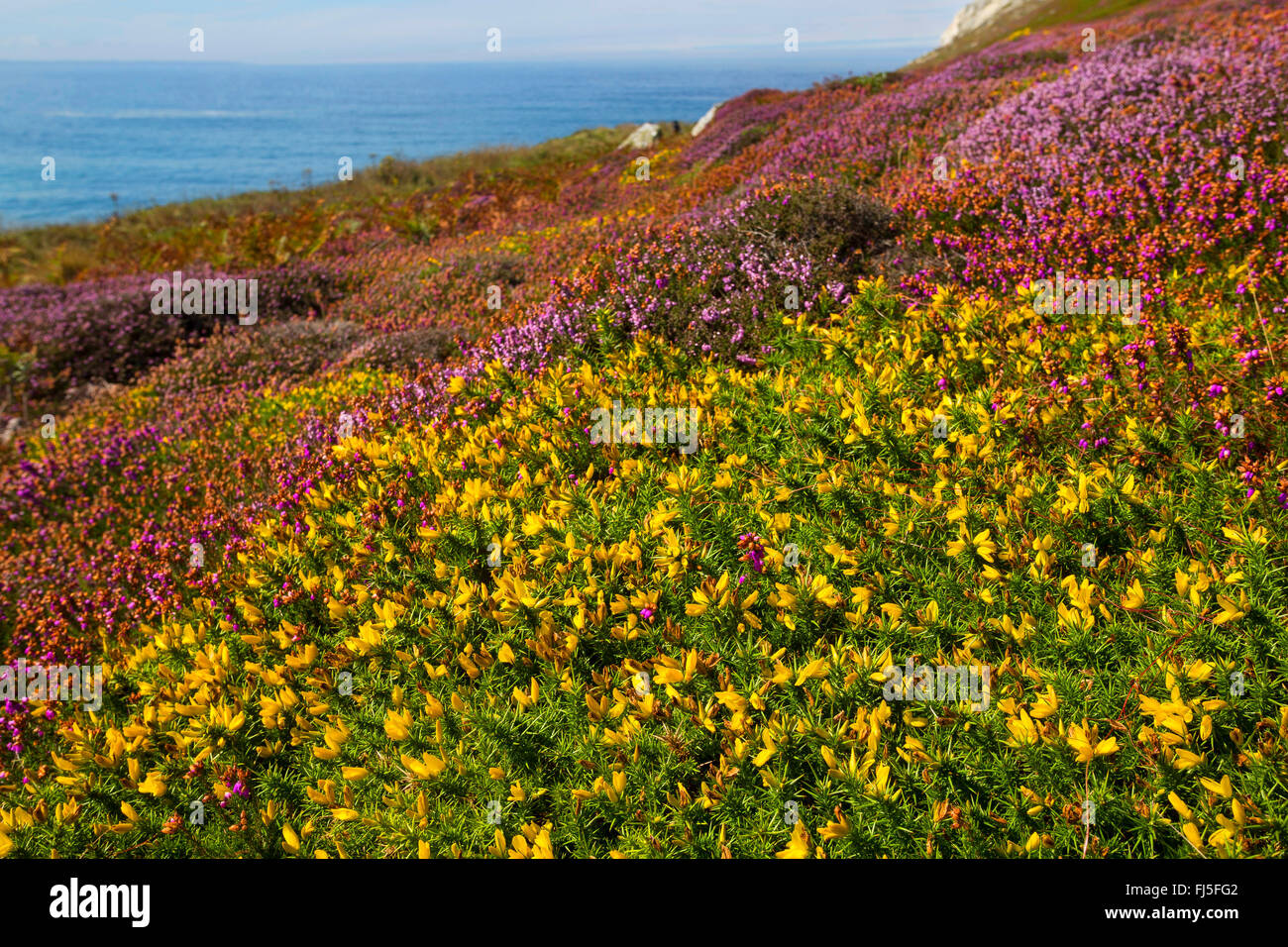 Western Gorse, Furze Nana (Ulex gallii), presso la costa atlantica con lo Scotch heath, Francia Foto Stock