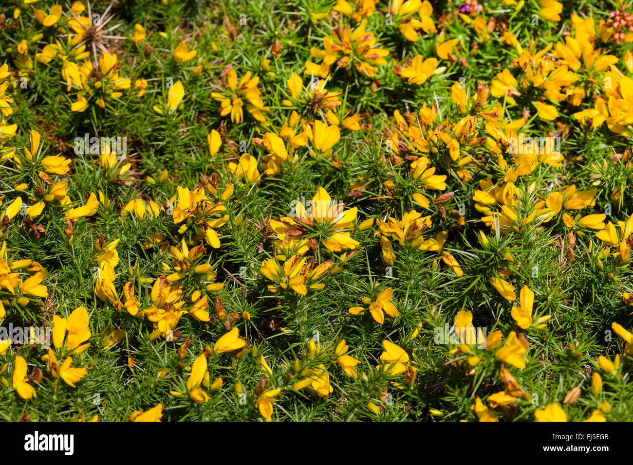 Western Gorse, Furze Nana (Ulex gallii), fioritura, Francia Foto Stock