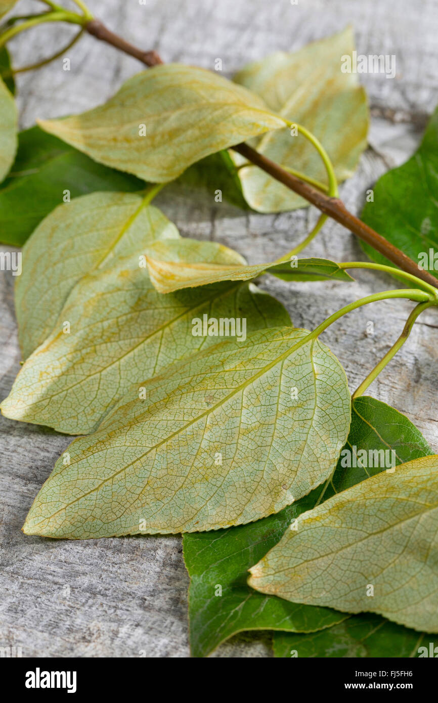 Balsam pioppo, balsamo orientale-pioppo, tacamahac (Populus spec.), la parte inferiore di una foglia, Germania Foto Stock