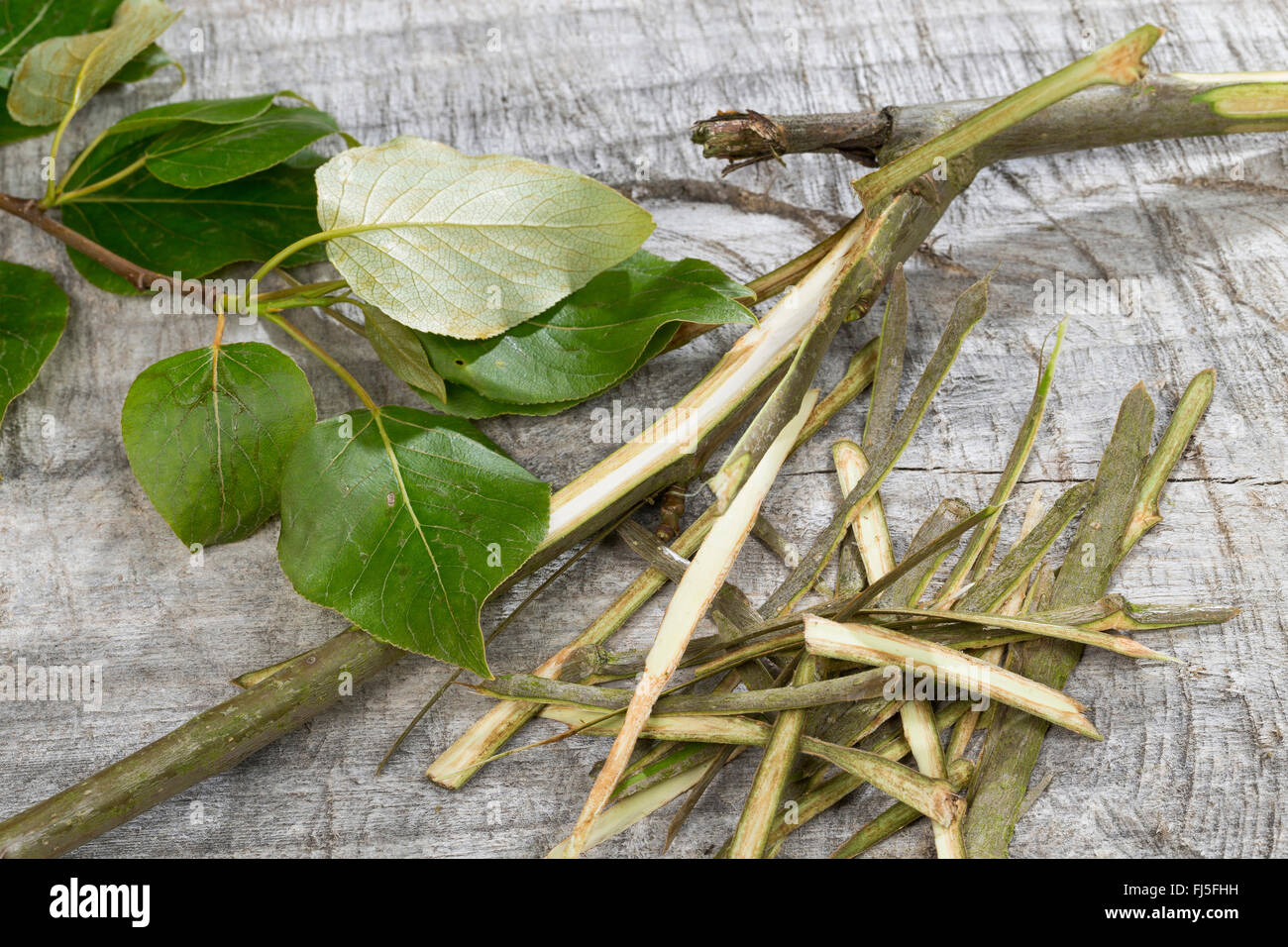 Balsam pioppo, balsamo orientale-pioppo, tacamahac (Populus spec.), corteccia è usata come medicina popolare, Germania Foto Stock