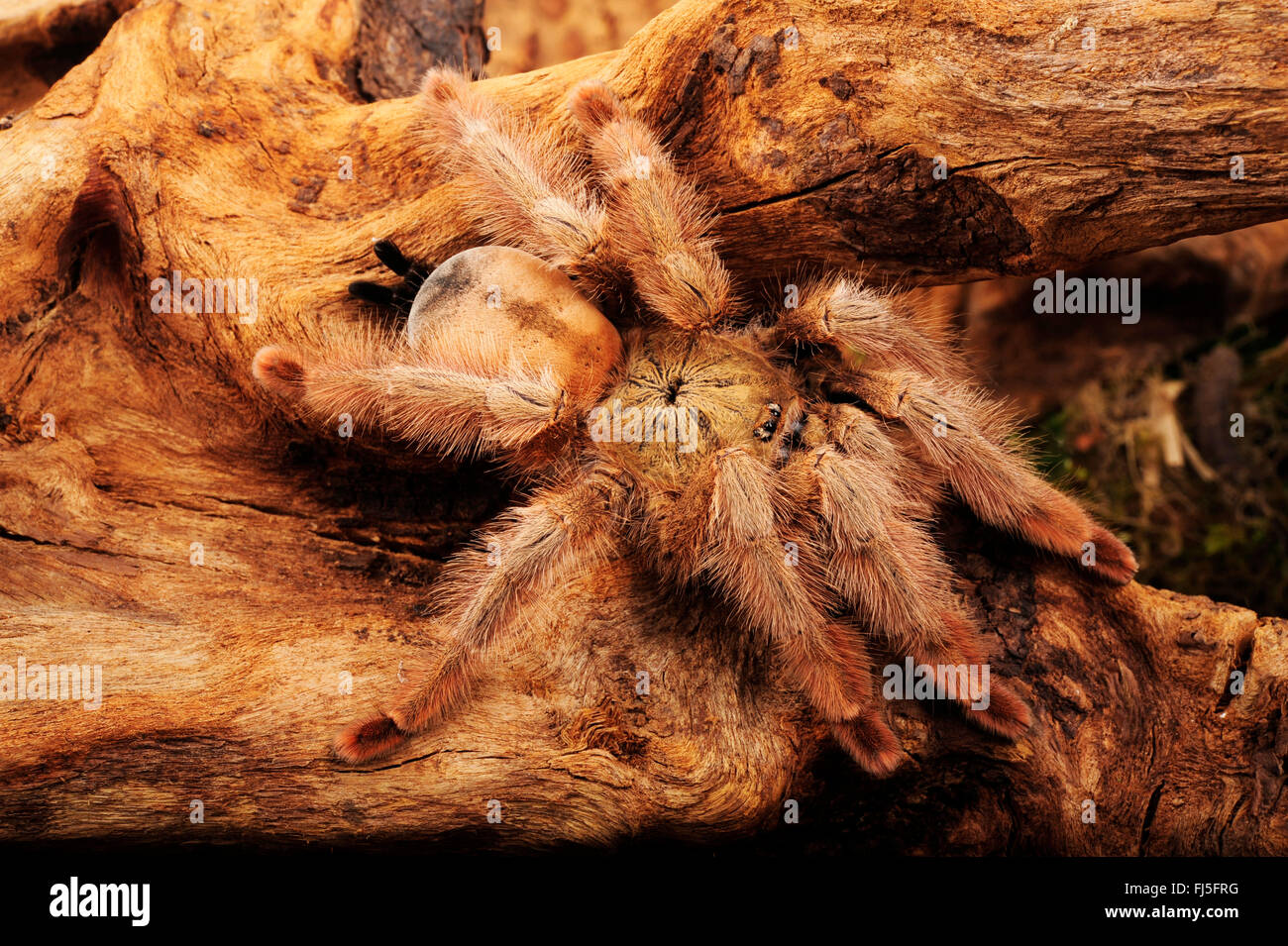 Panama bionda Tarantola, Panama bionda (Psalmopoeus pulcher), molto peloso ragno di uccelli provenienti dall America Latina, Panama Foto Stock