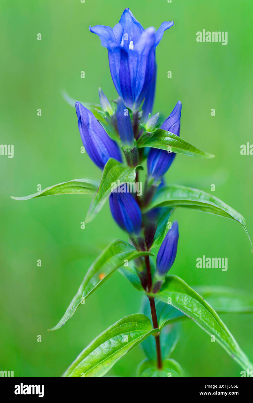 Willow la genziana (Gentiana asclepiadea), infiorescenza, in Germania, in Baviera, Alta Baviera, Baviera superiore Foto Stock