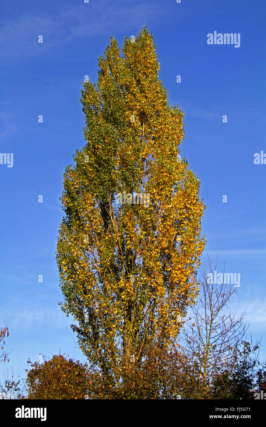 Lombardia pioppo (Populus nigra var. italica, Populus nigra "Italica", Populus Italica, Populus nigra italica), in autunno contro il cielo blu, Germania Foto Stock