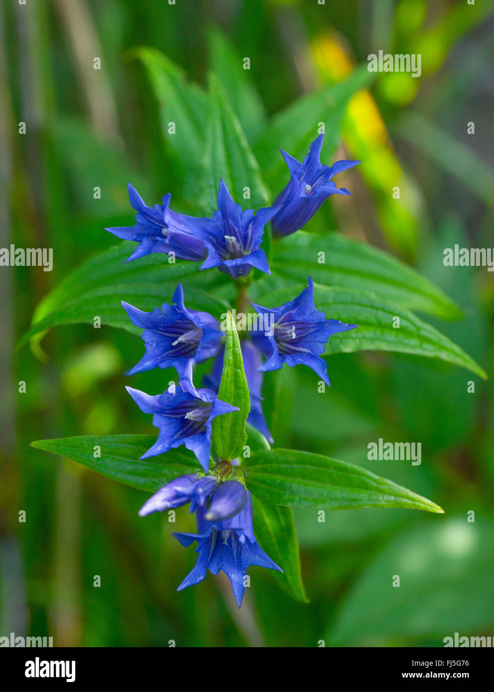 Willow la genziana (Gentiana asclepiadea), infiorescenza, in Germania, in Baviera, Alta Baviera, Baviera superiore Foto Stock