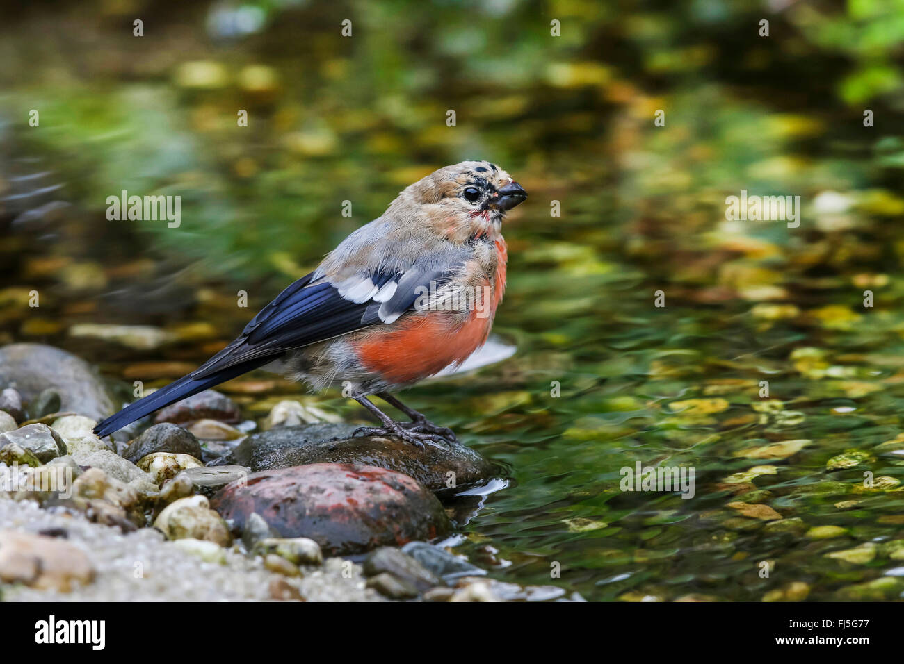, Bullfinch ciuffolotto, bullfinch settentrionale (Pyrrhula pyrrhula), giovane maschio in un ruscello, Germania, Meclemburgo-Pomerania Occidentale Foto Stock