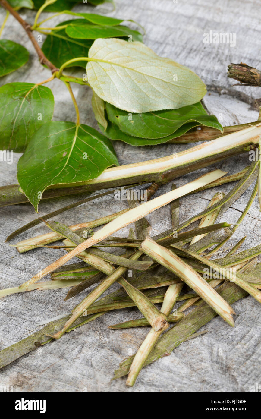 Balsam pioppo, balsamo orientale-pioppo, tacamahac (Populus spec.), corteccia è usata come medicina popolare, Germania Foto Stock