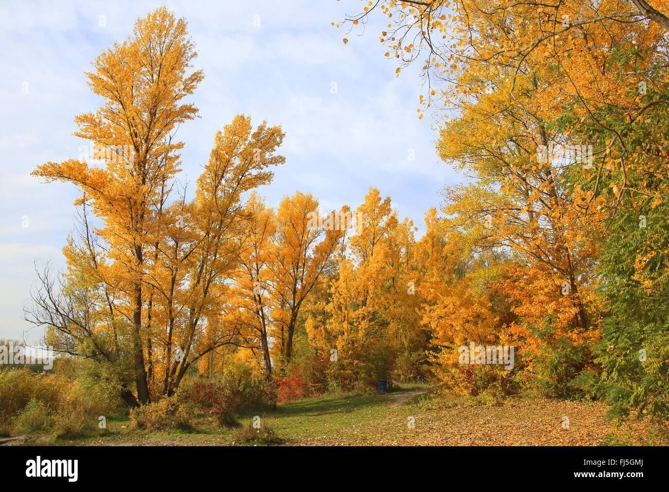 Aspen, Pioppo (Populus spec.), foodplain foresta in collezione autunno al fiume Reno, GERMANIA Baden-Wuerttemberg, Mannheim Foto Stock