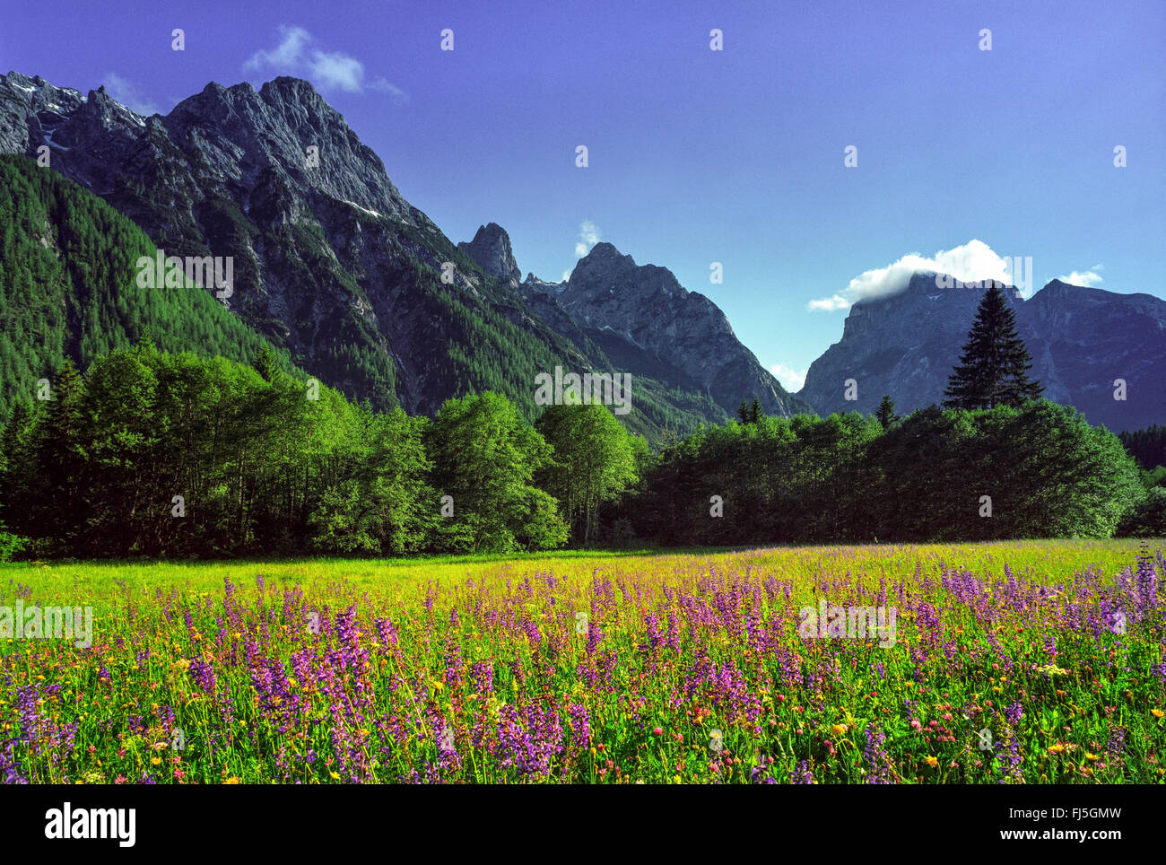 Meadow clary, prato salvia (Salvia pratensis), fioritura prato claries, Marmarole montagne sullo sfondo, Italia, Alto Adige, Dolomiti Foto Stock